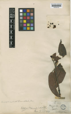 Kew Gardens K000587361:  s.coll. [3707] Sri Lanka