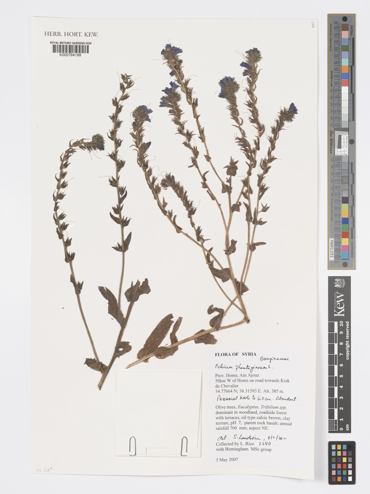 Echium plantagineum L. | Plants of the World Online | Kew Science