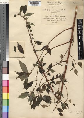 Kew Gardens K000242966:  Thonner, Fr. [153] Congo, Democratic Republic of the