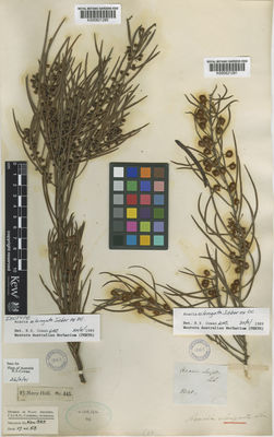 Kew Gardens K000821280:  s.coll. [443] Australia