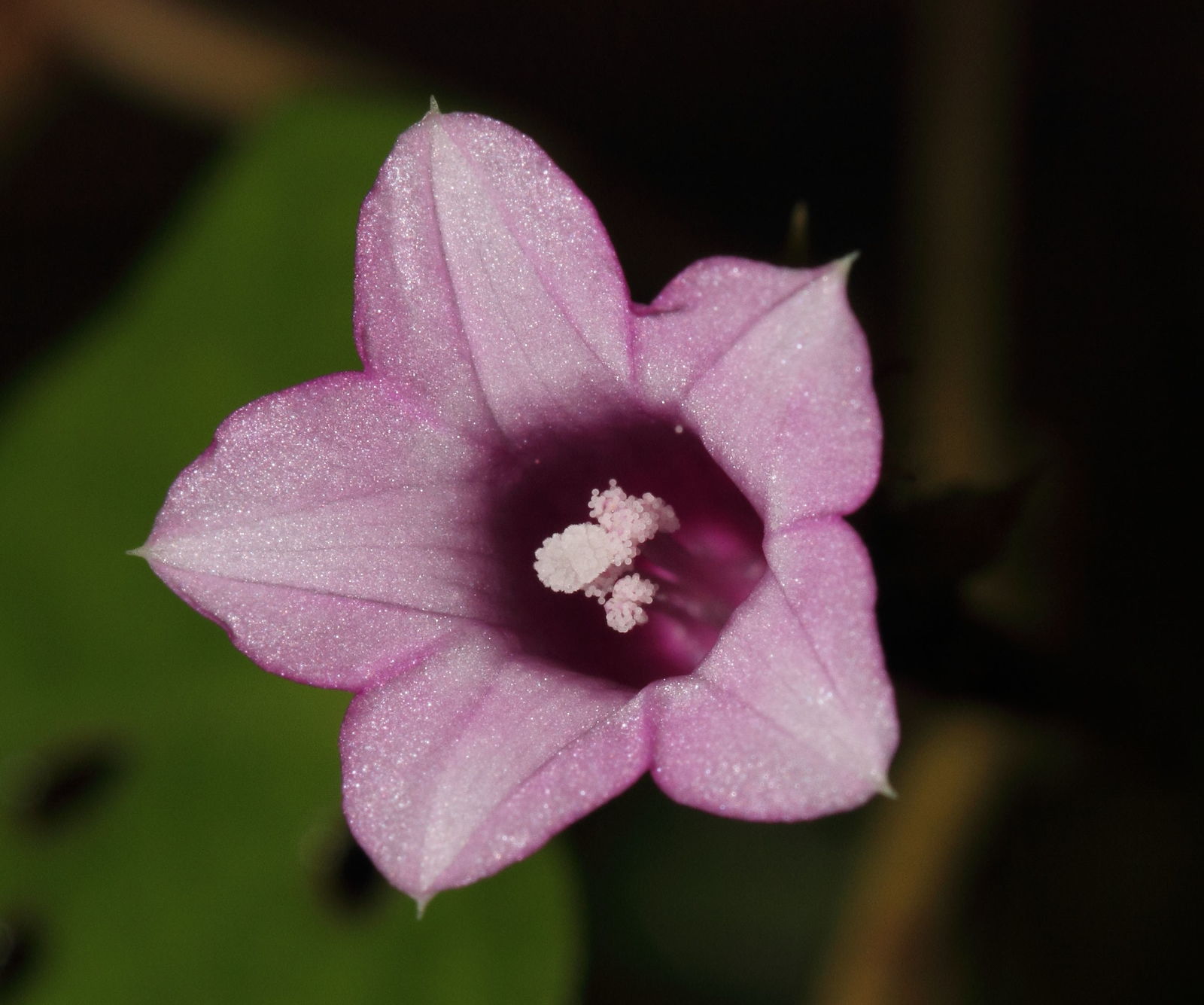 © copyright of the Board of Trustees of the Royal Botanic Gardens, Kew.