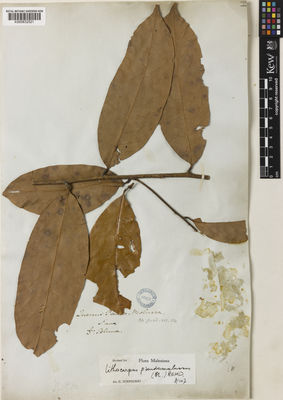 Kew Gardens K000832521:  Blume, C.L.von. [s.n.] Indonesia