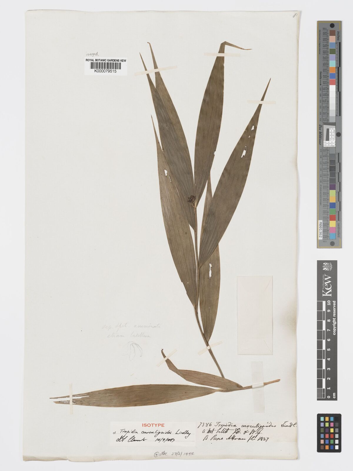 Kew Gardens K000079515:  Wallich, N. [7386] India