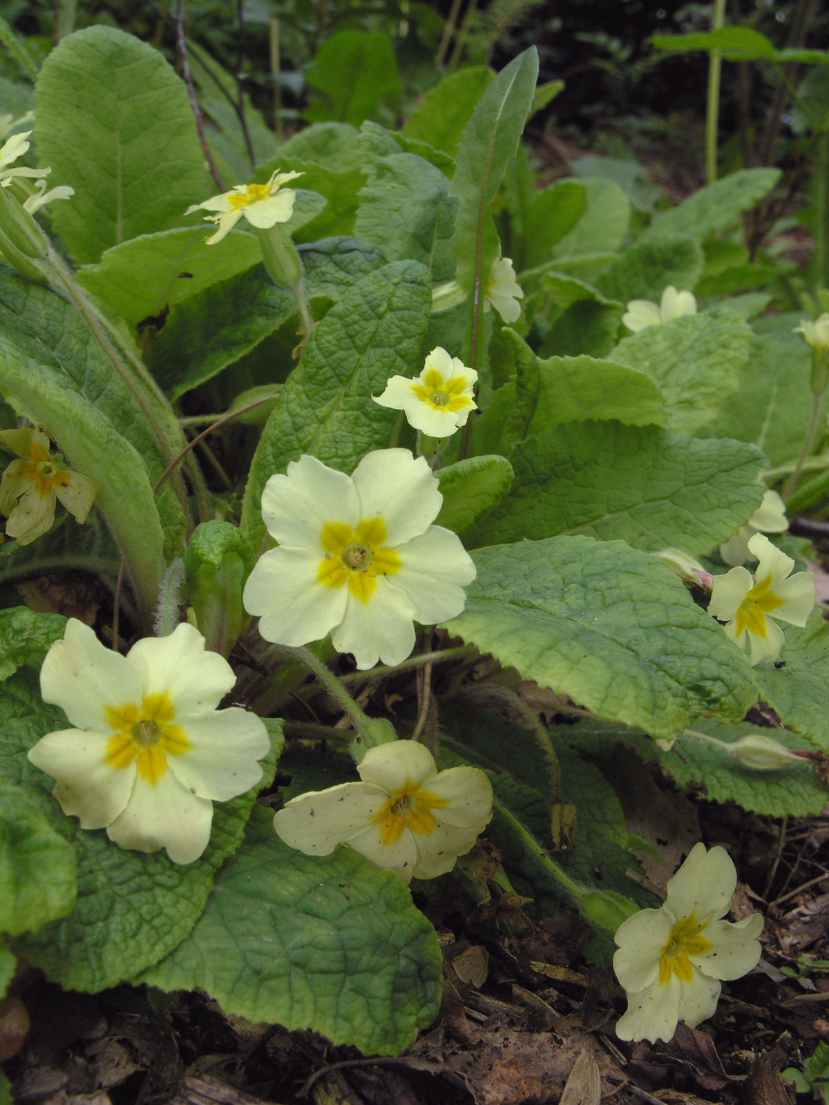 Huds. Primula Online vulgaris Plants Science Kew | World | the of