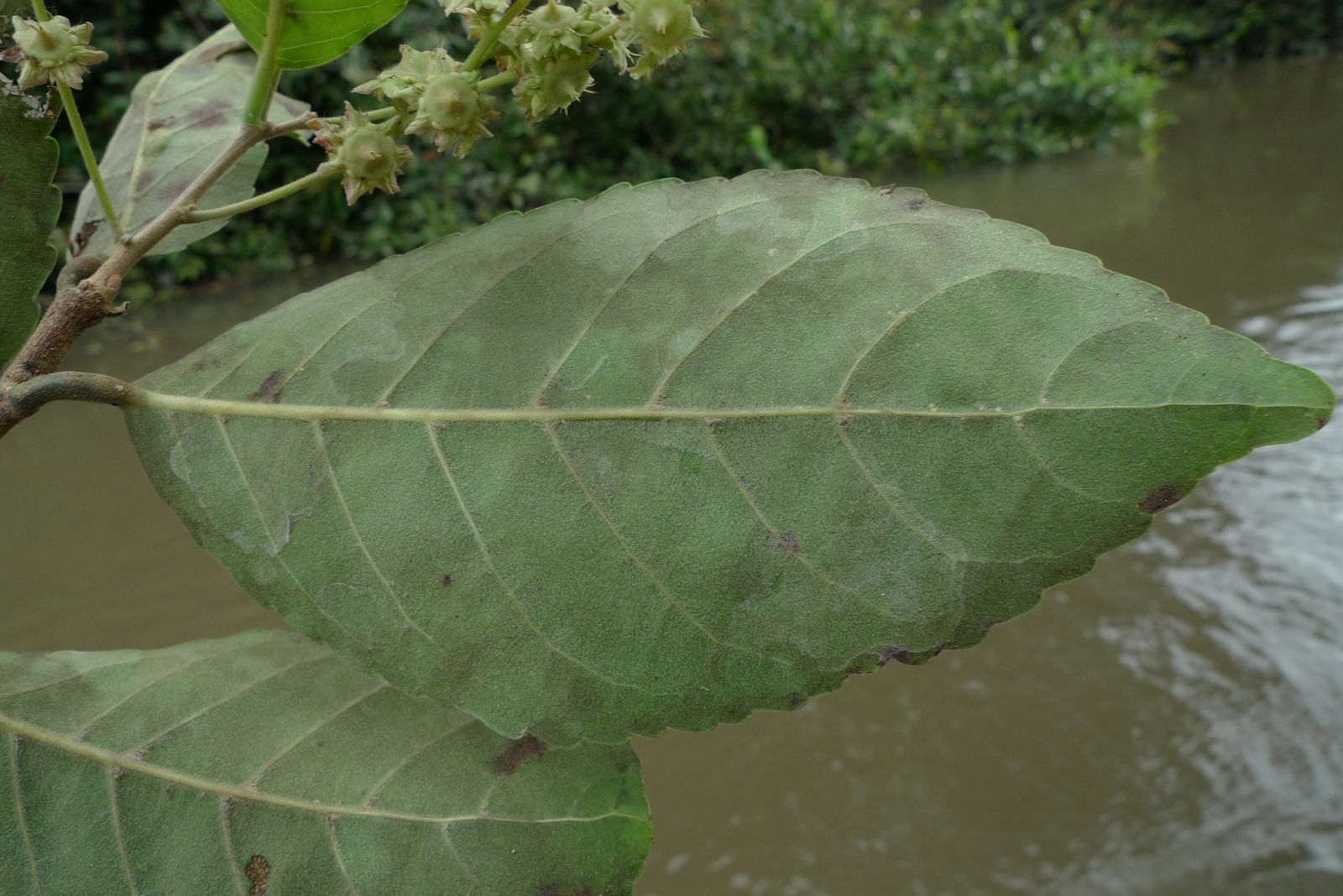 © copyright of the Board of Trustees of the Royal Botanic Gardens, Kew.