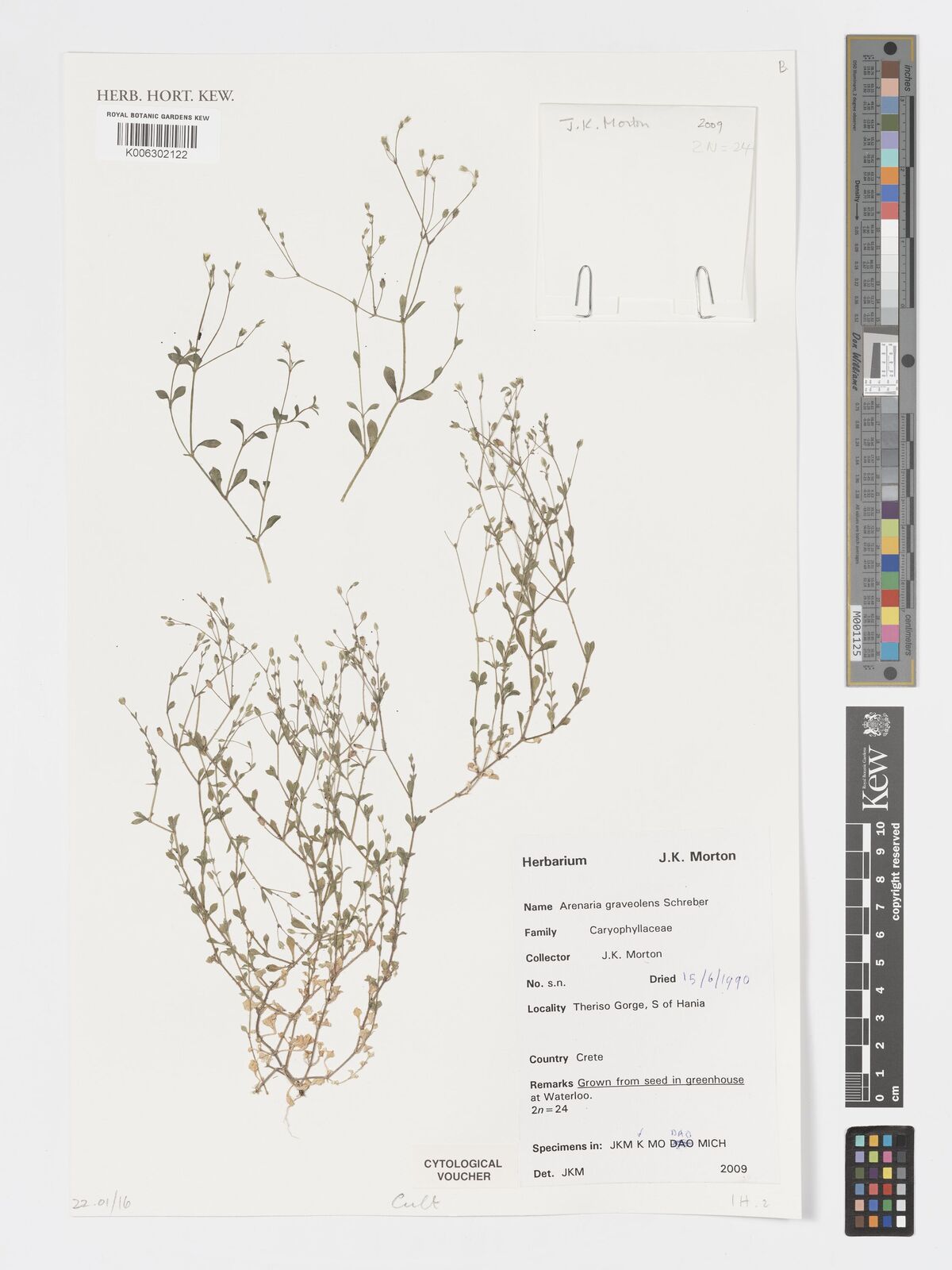 Arenaria graveolens