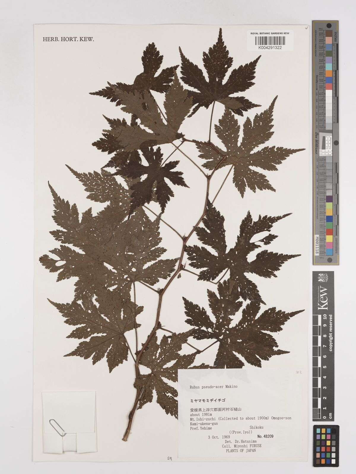 Rubus pseudoacer