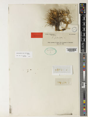 Kew Gardens K000951876:  Bunge, A.A., von [s.n.] Iran