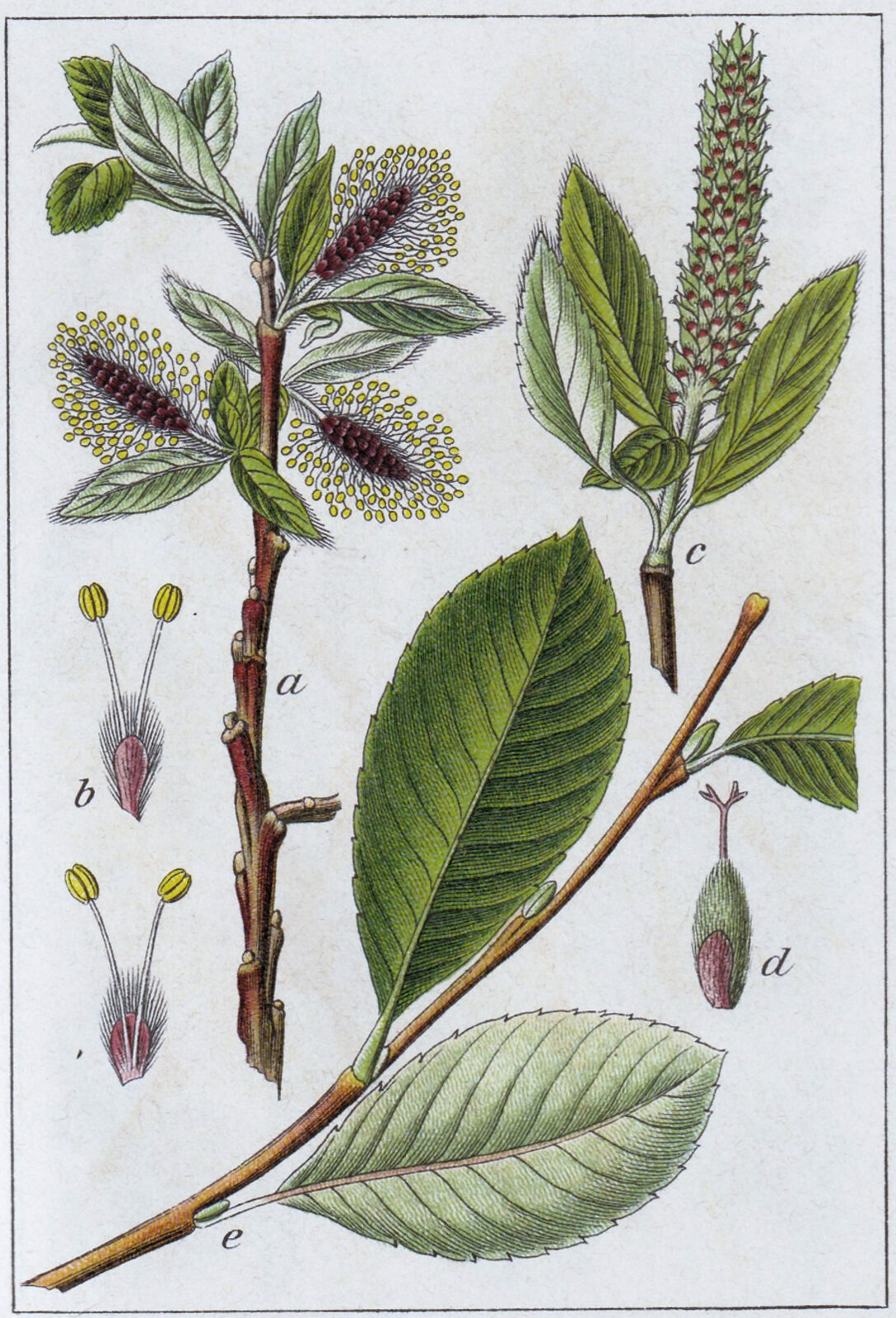 Salix glabra Scop. | Plants of the World Online | Kew Science