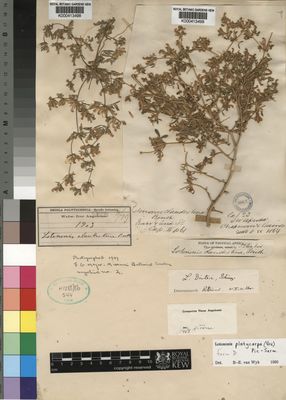 Kew Gardens K000413499:  Chapman; Baines [s.n.] Namibia