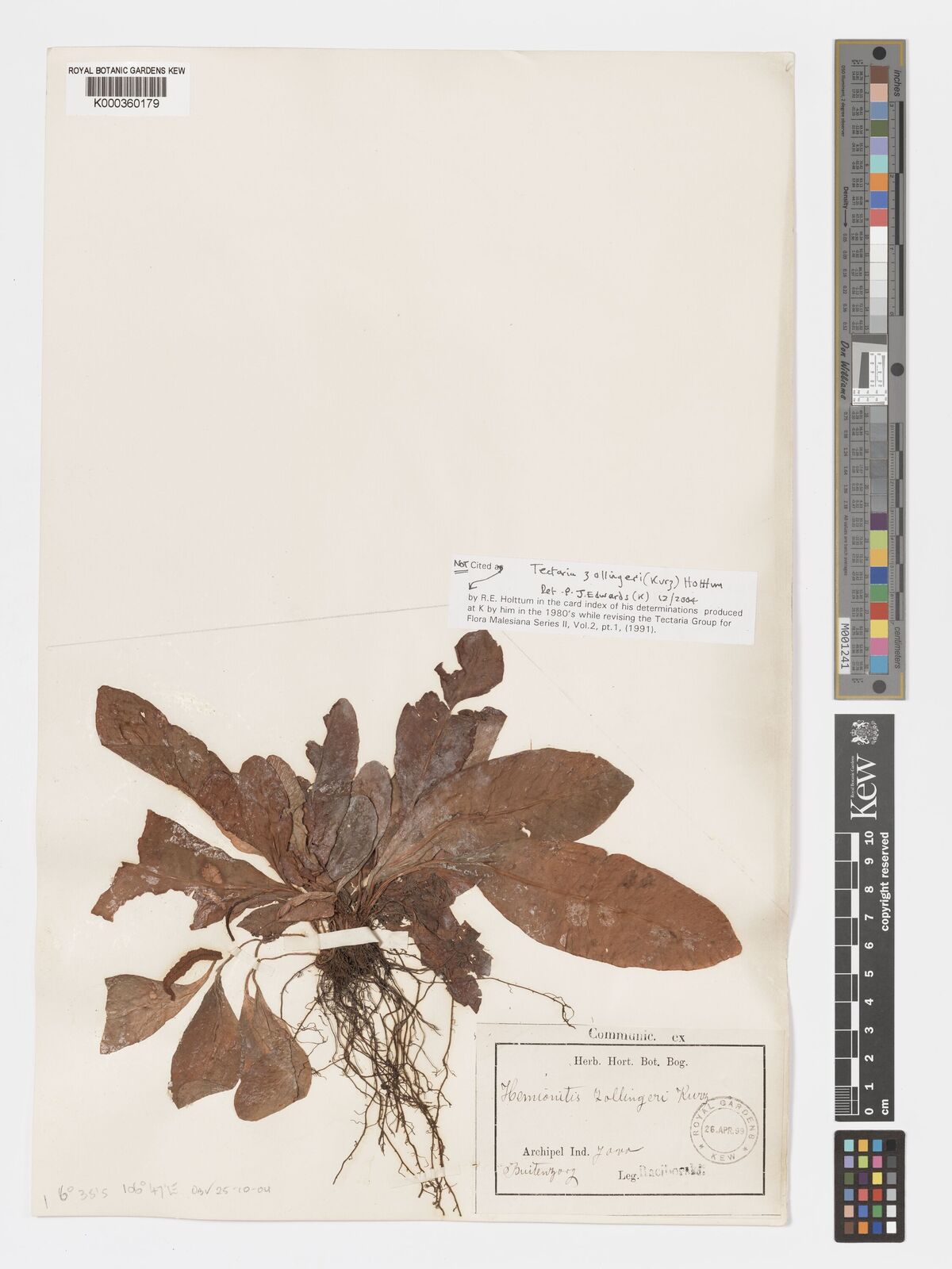 Tectaria zollingeri (Kurz ex Teijsm. & Binn.) Holttum | Plants of