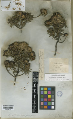 Kew Gardens K000497111:  Claussen, P. [s.n.] Brazil