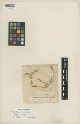 Kew Gardens K000674267:  Schimper, W. [792]