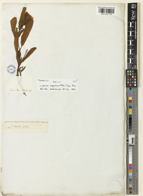 Kew Gardens K001081790:  Tweedie, J. [s.n.] Argentina