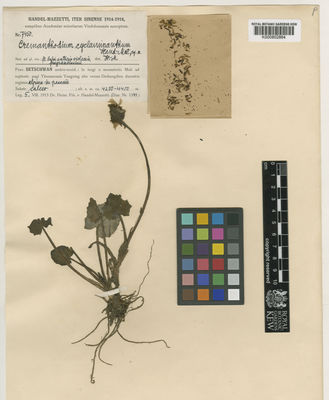 Kew Gardens K000802864:  Heinrich, F.; Mazzetti, H. [7450] China