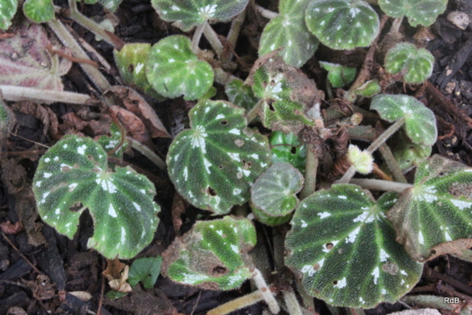 Begonia pustulata Liebm. | Plants of the World Online | Kew Science