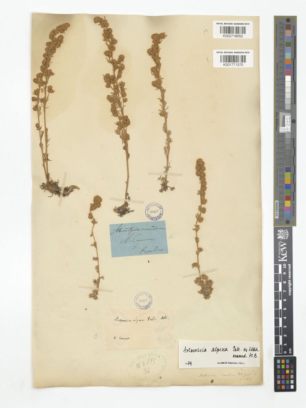 Artemisia alpina