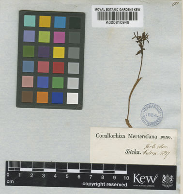 Kew Gardens K000810948:  s.coll. [s.n.]