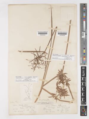 Kew Gardens K000592593:  Clake, C.B. [25079] India