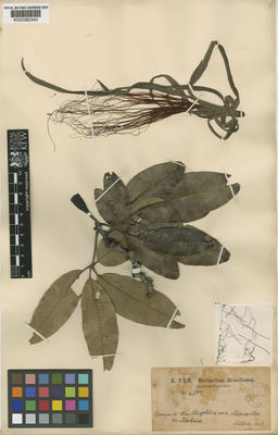 Kew Gardens K000382340:  Ule, E. [6077] Brazil