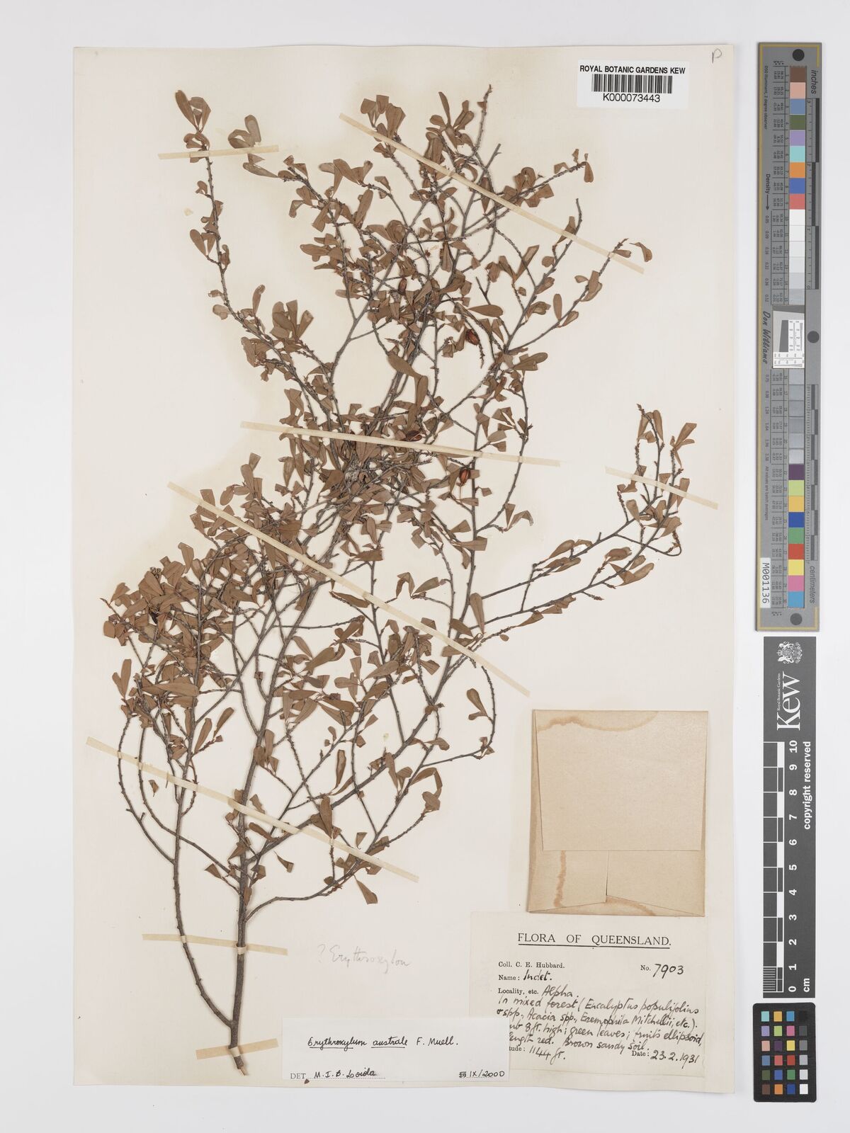 Erythroxylum australe