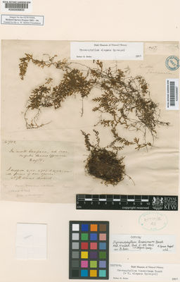 Kew Gardens K000006833:  Spruce, R. [4702] Peru