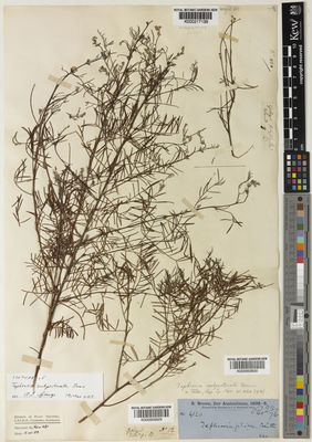 Kew Gardens K000217139:  Brown, R. [s.n.] Australia