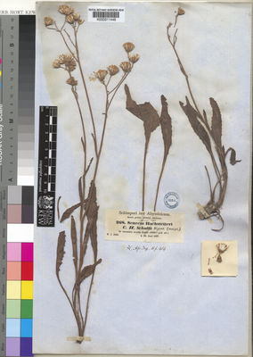 Dendrosenecio battiscombei (R.E.Fr. & T.C.E.Fr.) E.B.Knox, Plants of the  World Online