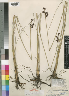 Kew Gardens K000416803:  Milne-Redhead, E. [4290] Zambia