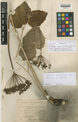 Kew Gardens K000685233:  Alboff, N.M. [311]