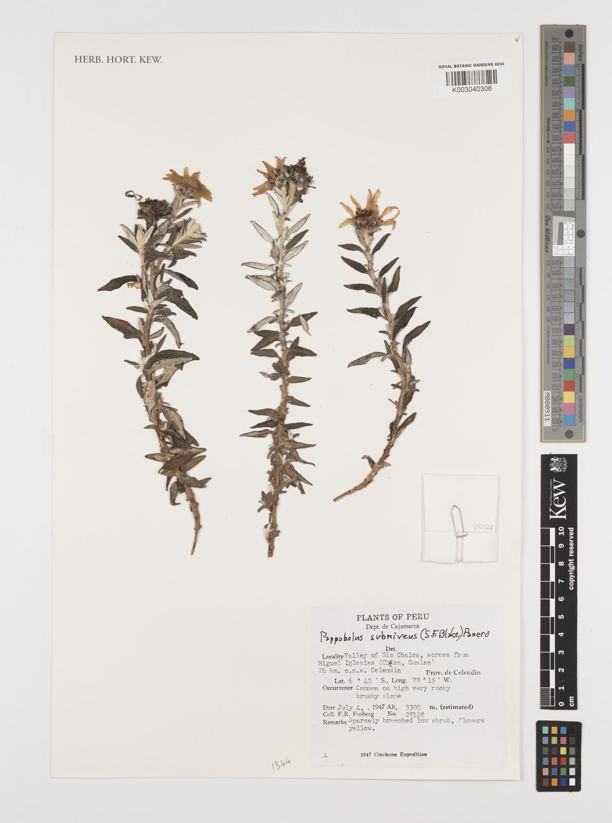 Helianthus niveus