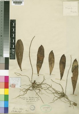 Kew Gardens K000306325:  Bojer [s.n.] Comoros