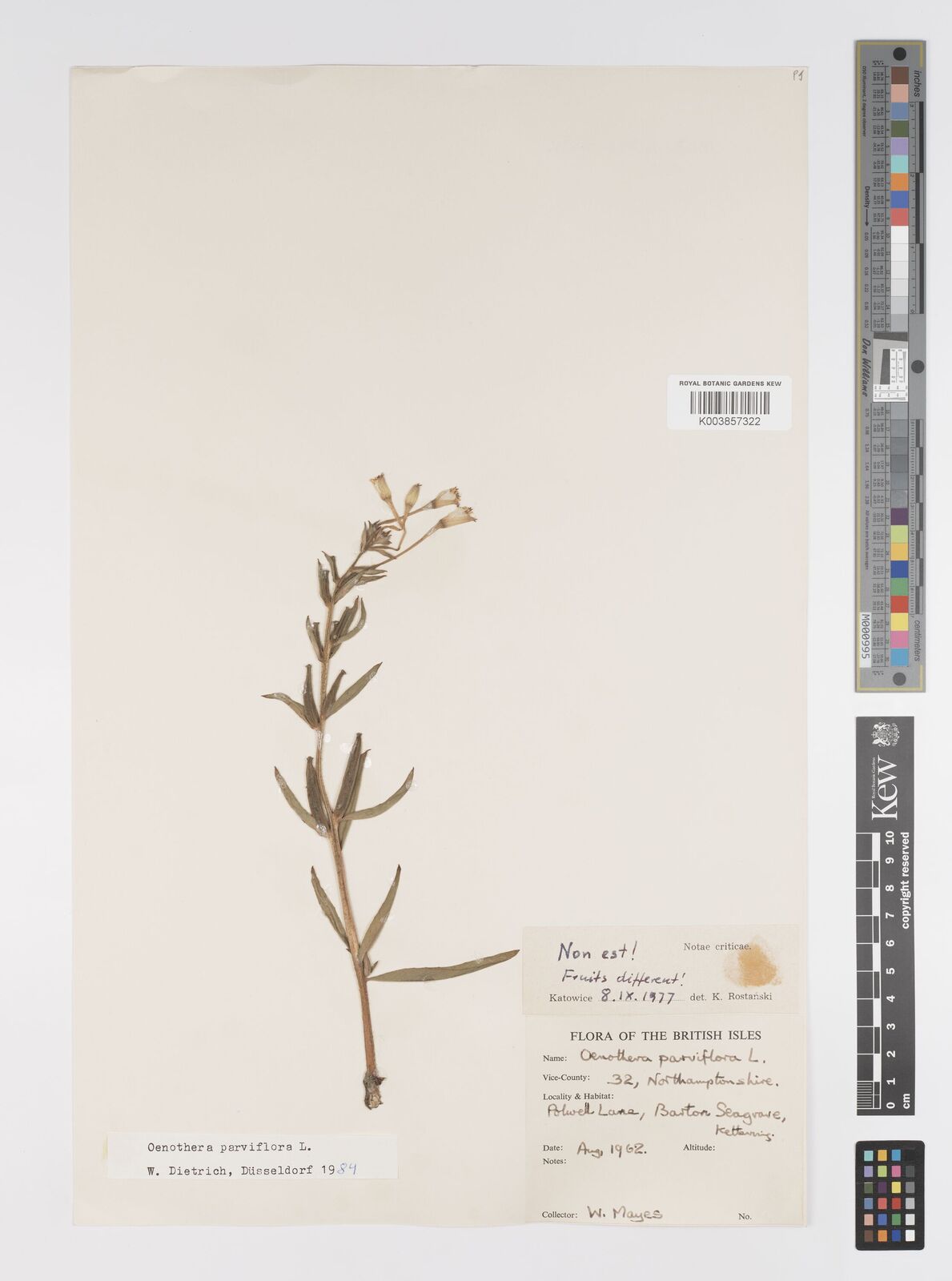 Oenothera parviflora L. | Plants of the World Online | Kew Science