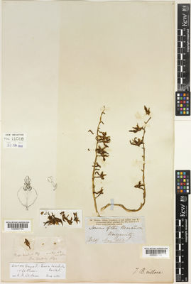 Kew Gardens K000857154:  Warszewicz, J.R.R.; Reichenbach, H.G. [s.n.] Peru