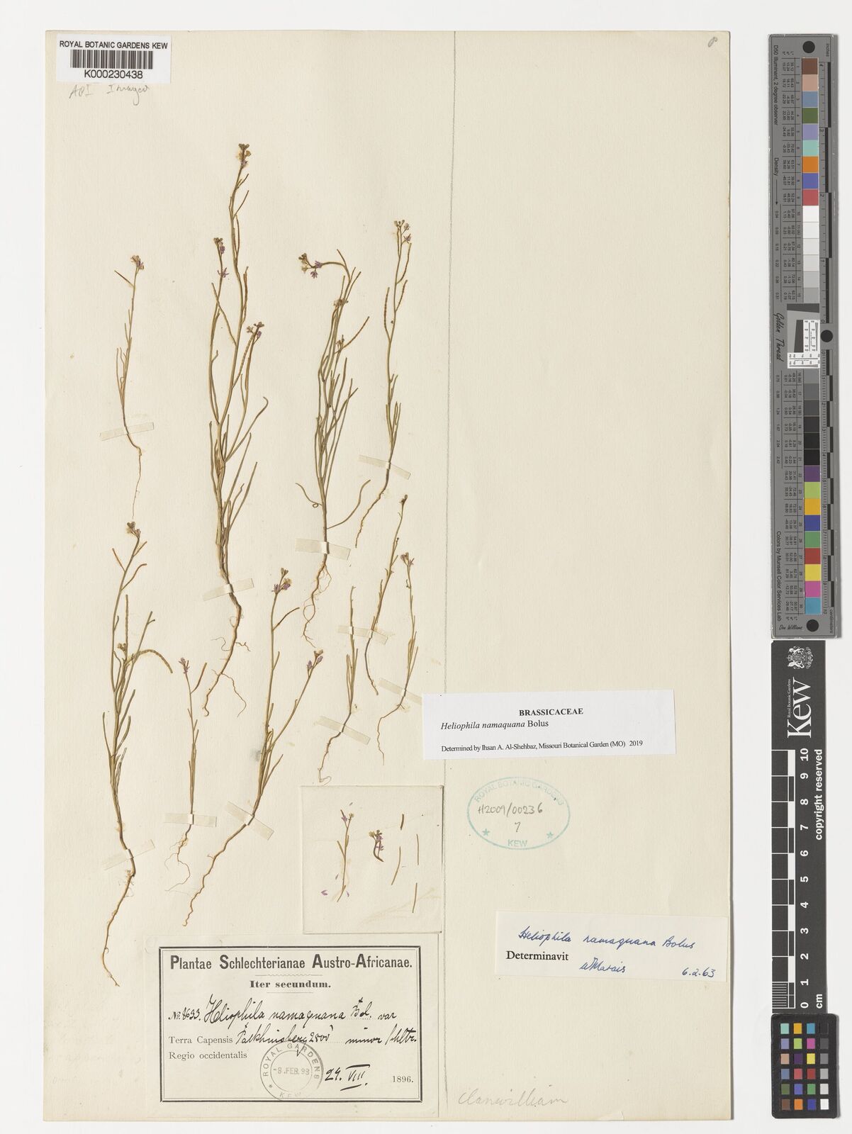 Kew Gardens K000230438:  Schlechter [8633] South Africa