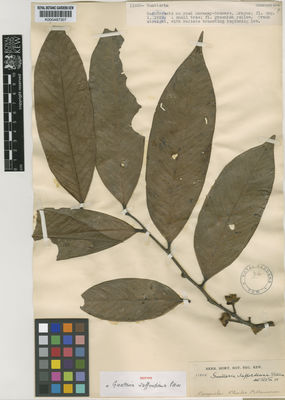 Kew Gardens K000487307:  s.coll. [11855] Venezuela