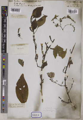 Kew Gardens K001115873:  s.coll. [Cat. no. 2408]