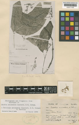 Kew Gardens K000717435:  Lauterbach, C.A.G. [2862] Papua New Guinea