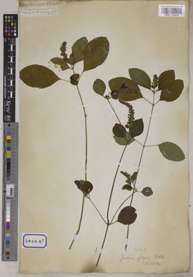 Kew Gardens K001115900:  s.coll. [Cat. no. 2424]