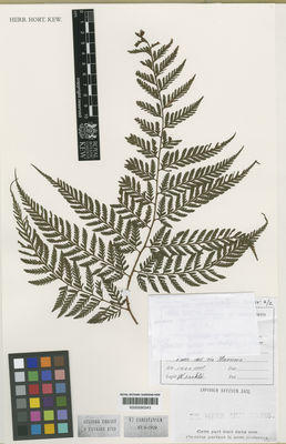 Kew Gardens K000590343:  Werckle [16753]