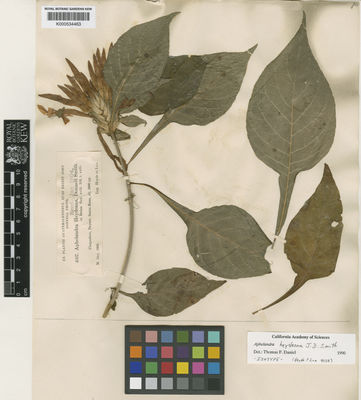 Kew Gardens K000534463:  Heyde; Lux [4037] Guatemala