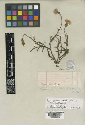 Kew Gardens K000222228:  Berlandier [s.n.]