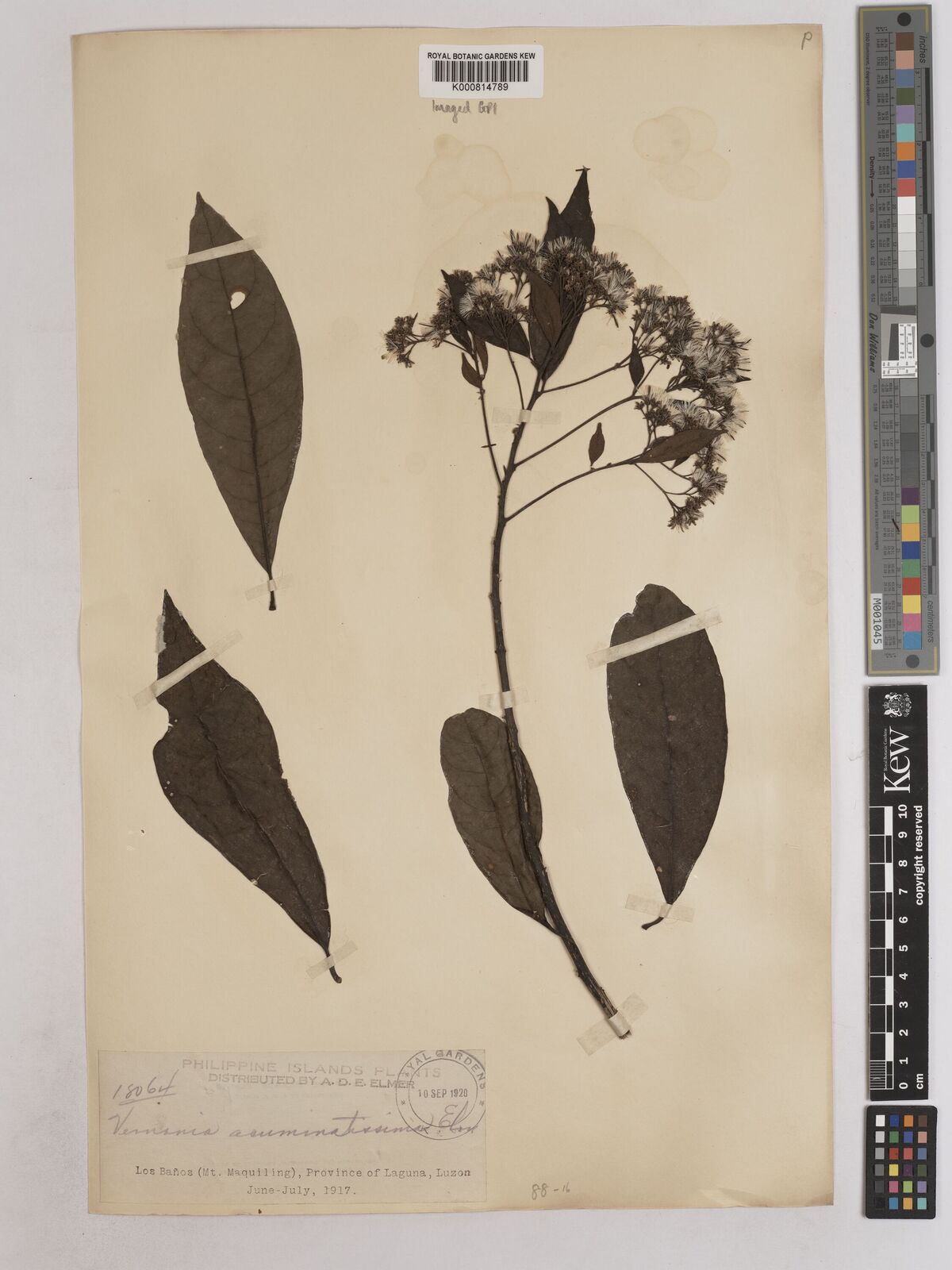 Kew Gardens K000814789:  Elmer, A.D.E. [18064] Philippines
