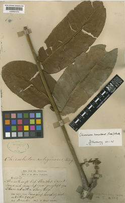 Kew Gardens K000657079:  King (Dr.)'s Collector [5343] Malaysia