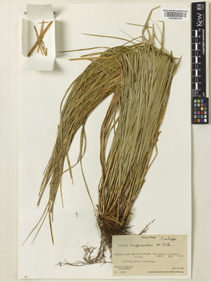 Kew Gardens K000960349:  St. John, H.; Maireau, J. [15521] French Polynesia