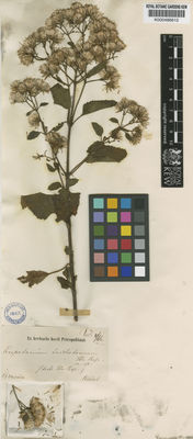 Kew Gardens K000486612:  Riedel [s.n.] Brazil