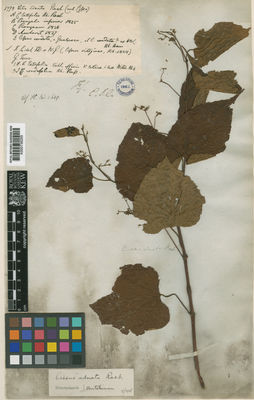 Kew Gardens K000736255:  Silva, F.de; Gomez, W. [5998] Bangladesh