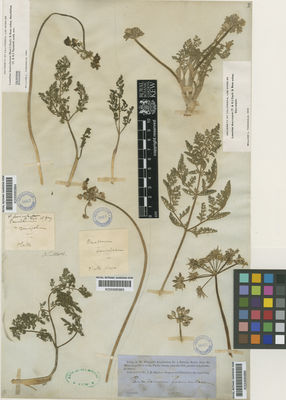 Kew Gardens K000685885:  Nuttall, T. [s.n.] United States