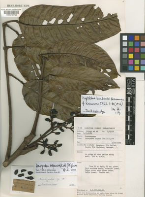 Kew Gardens K000184706:  Othman et al. [S 41304] Malaysia