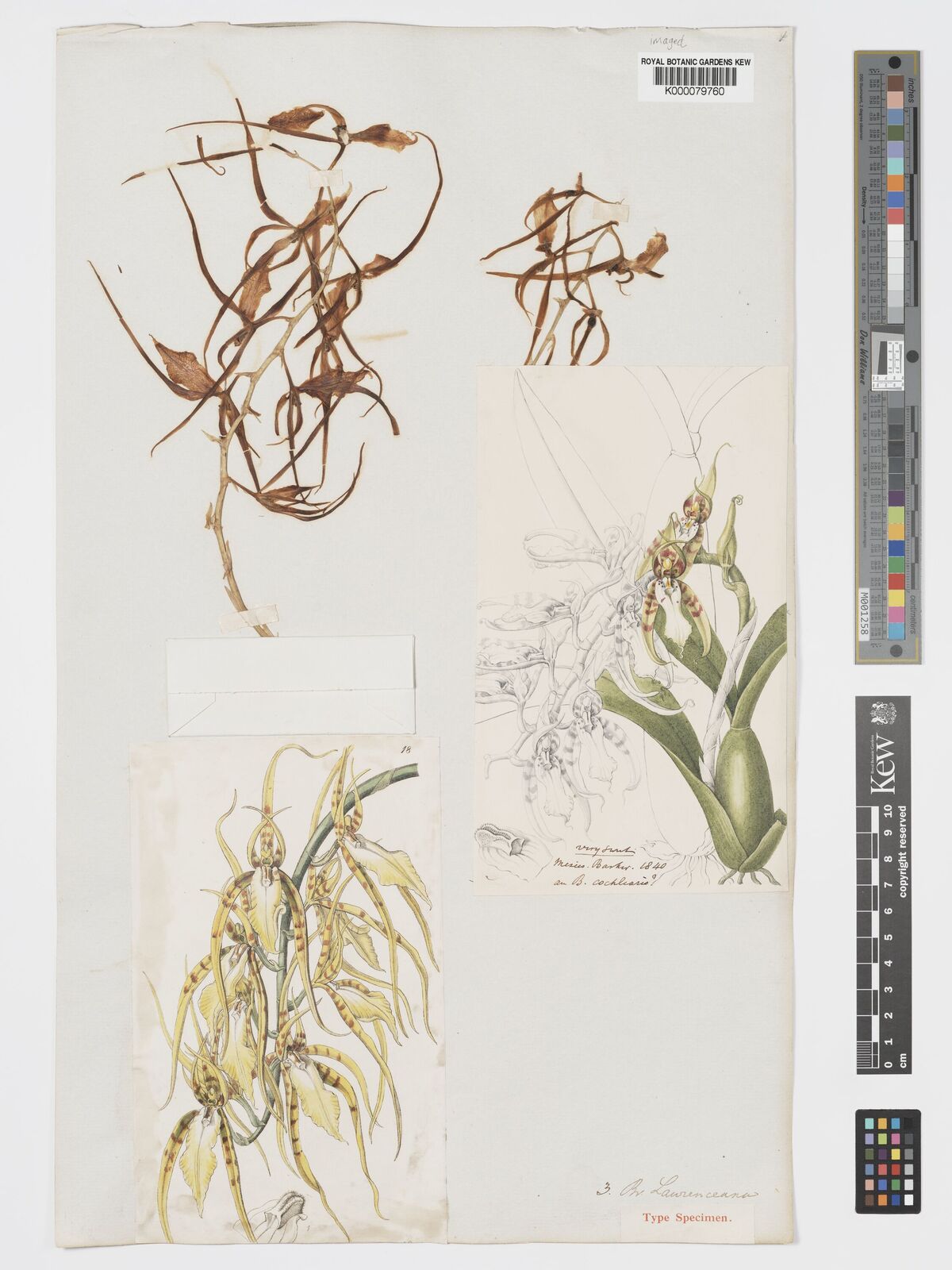 Kew Gardens K000079760:  Barker [s.n.] Mexico